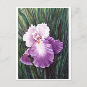 Iris-vykort Vykort