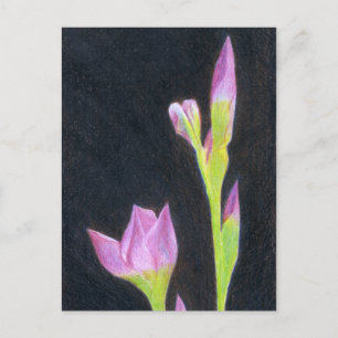 Iris-vykort Vykort
