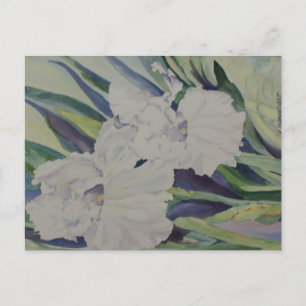 Iris-vykort Vykort
