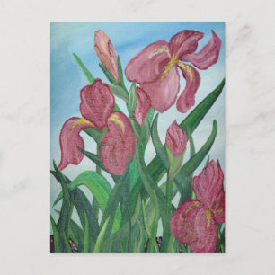 Iris-vykort Vykort