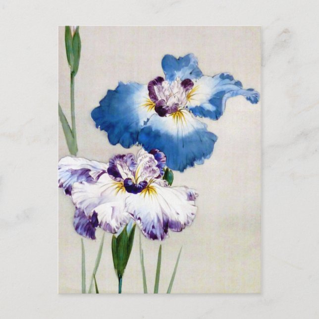 Iris, Watanabe Seitei Vykort (Framsida)