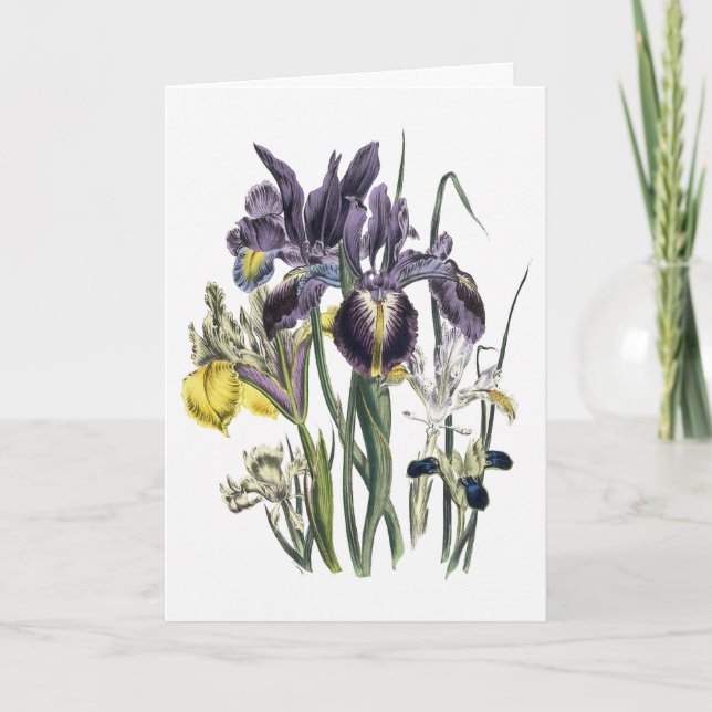 Iris Watercolor - tackkort (Framsida)