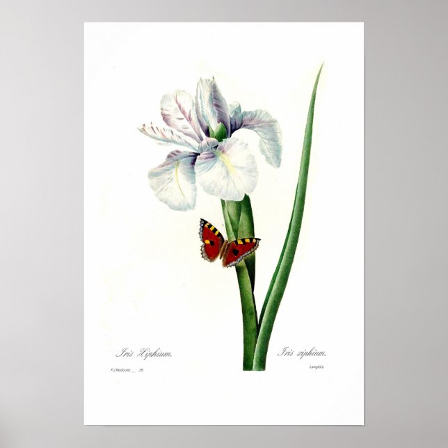 Iris xipheum poster (Framsidan)