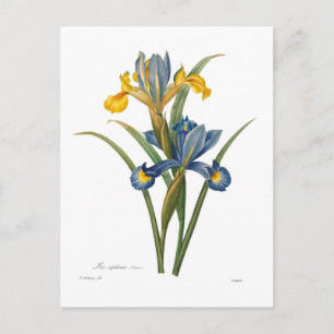 Iris xipheum vykort