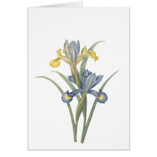 Iris Xiphium Hälsningskort