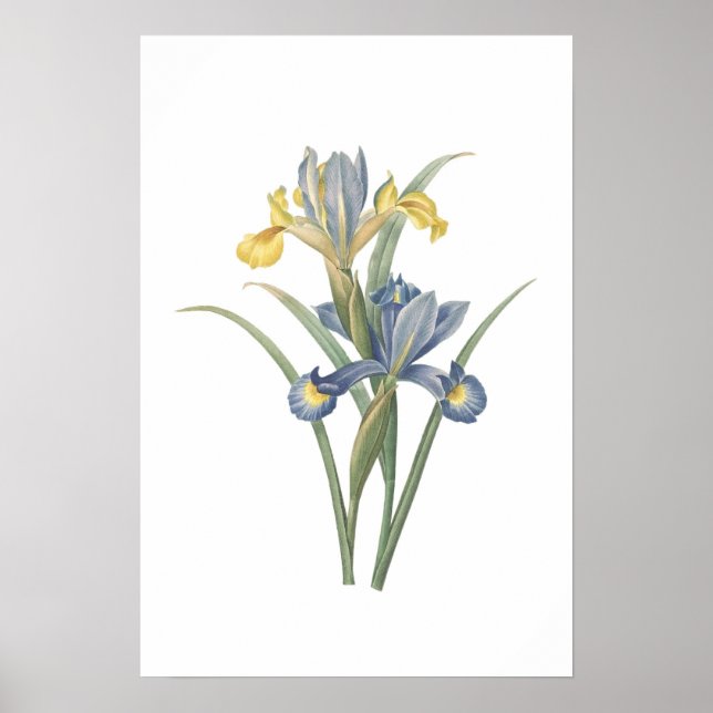 Iris Xiphium Poster (Framsidan)
