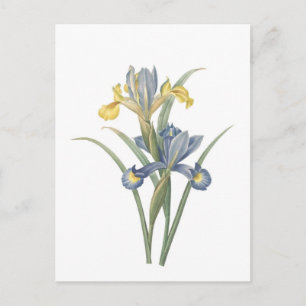Iris Xiphium Vykort