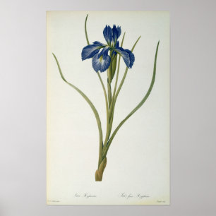 Iris Xyphioides, från "Les Liliacees", 1808 Poster