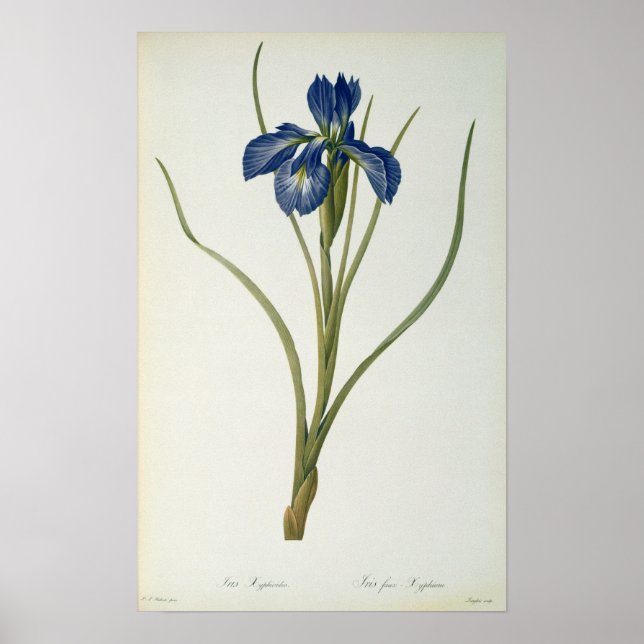 Iris Xyphioides, from `Les Liliacees', 1808 Poster (Framsidan)