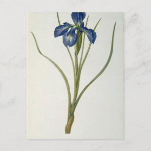 Iris Xyphioides, from `Les Liliacees', 1808 Vykort