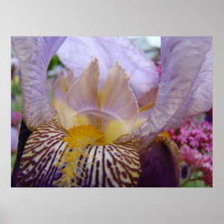 IRISAR Iris Blommor Konsttryck Inramade Konsttryck Poster