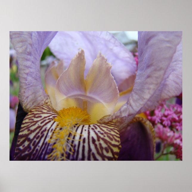 IRISAR Iris Blommor Konsttryck Inramade Konsttryck Poster (Framsidan)