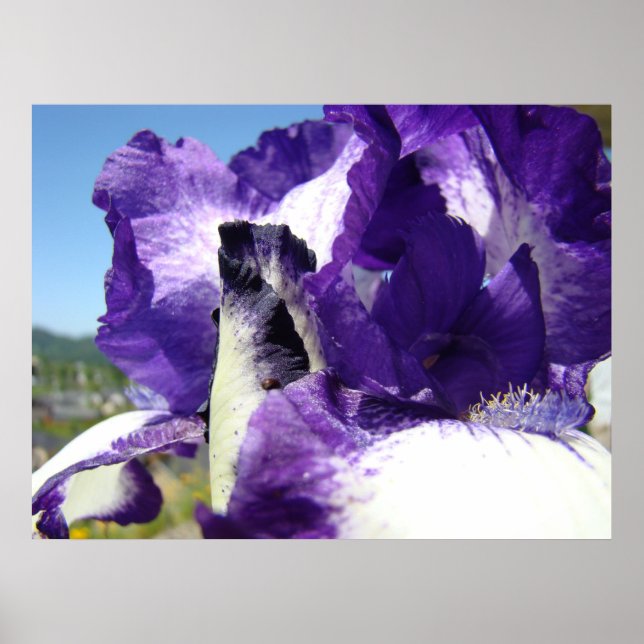 Irisar Lila 4 Irisblommor KONTORSBILD Poster (Framsidan)