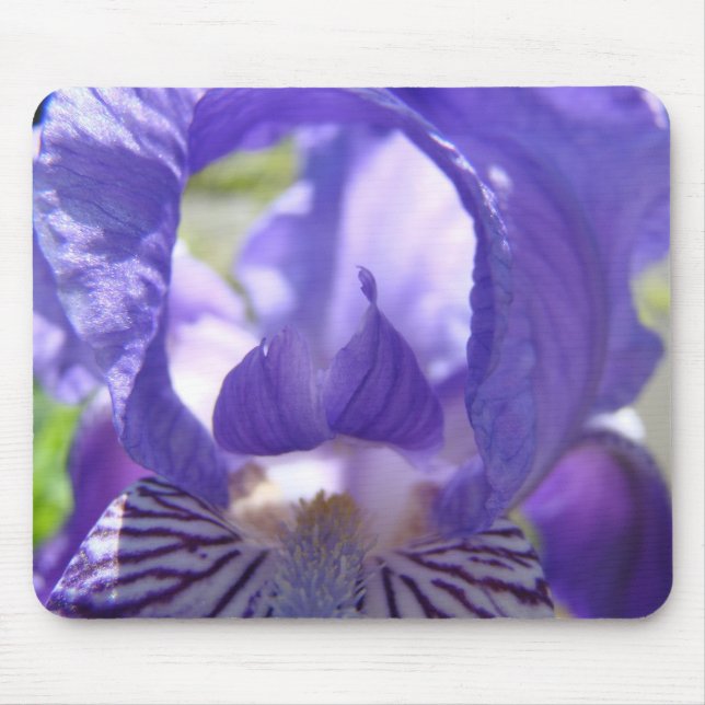 IRISAR lila blommor MUSMATTOR MUSMATTA (Framsidan)