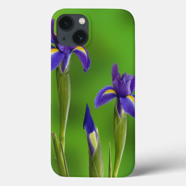 Irisblommor (Baksida)