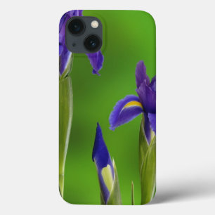 Irisblommor