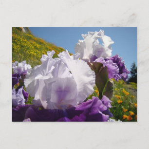 Irisblommor äng vykort Lila Vit Iris