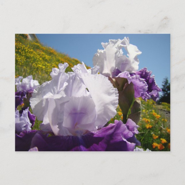 Irisblommor äng vykort Lila Vit Iris (Framsida)