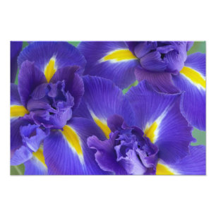 Irisblommor Fototryck