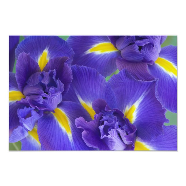 Irisblommor Fototryck (Framsidan)