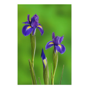 Irisblommor Fototryck