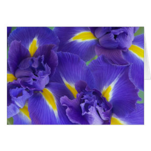 Irisblommor Hälsningskort
