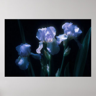 Irisblommor i skymningen poster