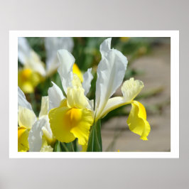 Irisblommor konsttryck Gula Vita Irisar Trädgård Poster