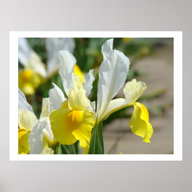 Irisblommor konsttryck Gula Vita Irisar Trädgård Poster (Framsidan)