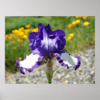 IRISBLOMMOR Konsttryck Kontorspresenter Chef Förva Poster