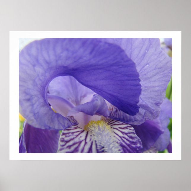 Irisblommor konsttryck Lila Iris Blommig Poster (Framsidan)