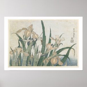 Irisblommor och gräshoppa, c.1830-31 poster