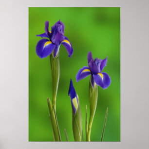 Irisblommor Poster