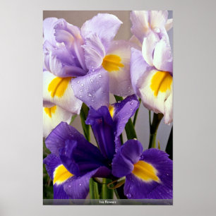 Irisblommor Poster
