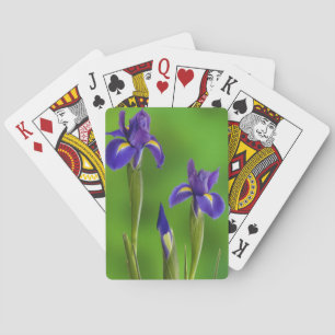 Irisblommor Spel Kort