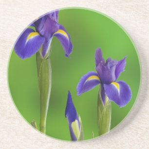 Irisblommor Underlägg