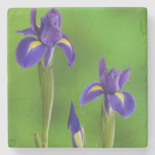 Irisblommor Underlägg Sten