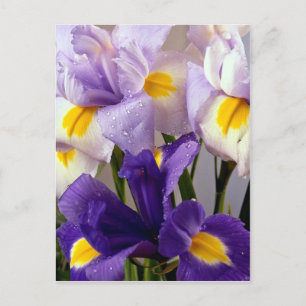 Irisblommor Vykort