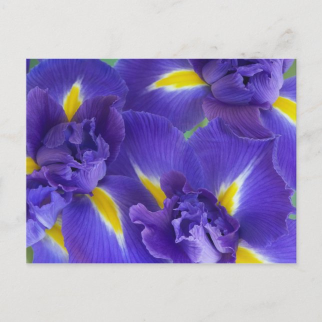 Irisblommor Vykort (Framsida)
