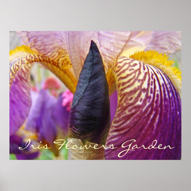 Irisblomster trädgård konsttryck canvas inramade p poster (Framsidan)