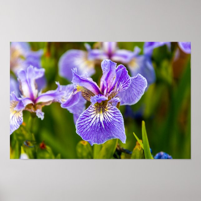 Irisblomsteraffisch Poster (Framsidan)