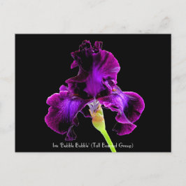 Irisen "bubblar bubblar" Collectible vykort