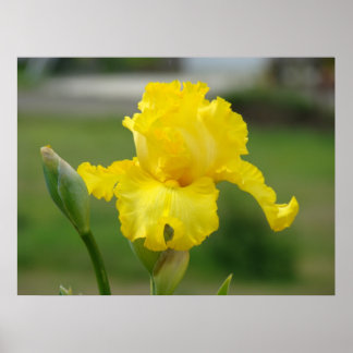 Iriser Gula Iris Blommor Konsttryck Posters