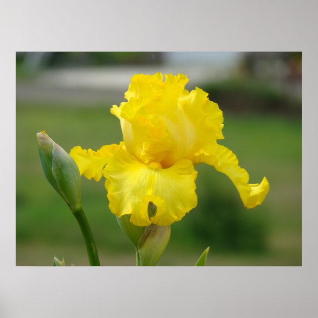 Iriser Gula Iris Blommor Konsttryck Posters (Framsidan)