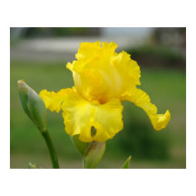 Iriser Gula Iris Blommor Konsttryck Posters