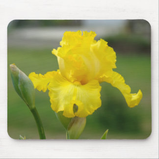 IRISER Gula Iris Blommor MUS DÄCKEN MOUSEPAD Musmatta