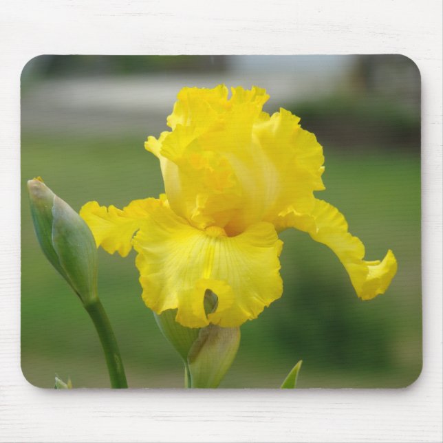 IRISER Gula Iris Blommor MUS DÄCKEN MOUSEPAD Musmatta (Framsidan)