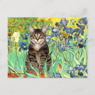 Irisering - Tabby Tiger cat 30 Vykort