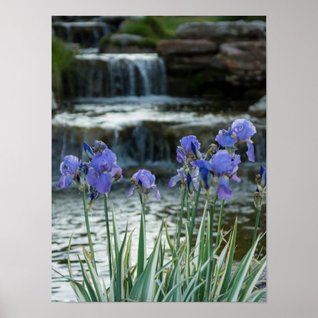 Irises at Chateau Poster (Framsidan)