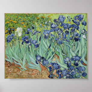 Irises av Van Gogh Poster